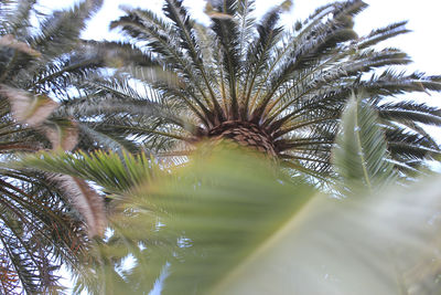 Low angle view of palm tree against sky