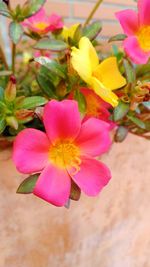 Close-up of pink flowers blooming outdoors