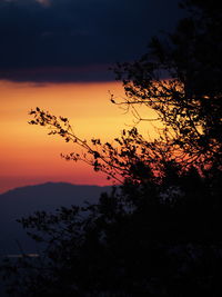 Silhouette trees at sunset