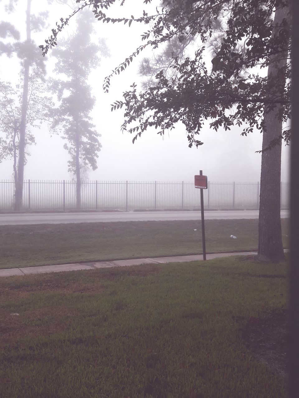 tree, grass, day, fog, no people, outdoors, tranquility, nature, sky, landscape, beauty in nature, playing field, soccer field, green - golf course