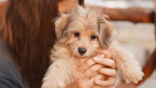 Portrait of young woman holding dog