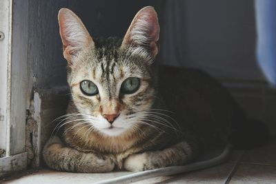 Close-up portrait of cat sitting