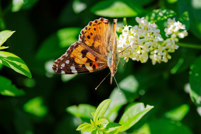 Close-up of butterfly pollinating on flower