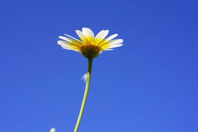 Close-up of cosmos flower against clear blue sky