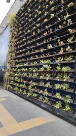 View of plants growing in row