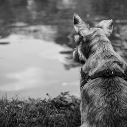 Close-up of dog