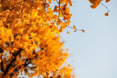 Low angle view of tree against clear sky