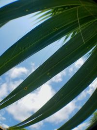 Low angle view of fresh green plants against sky