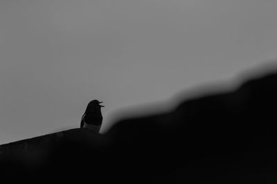 Low angle view of bird perching against clear sky