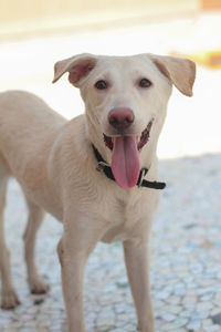 Cute white labrador dog portrait stock photo