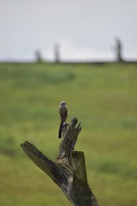 Close-up of bird perching on wooden post