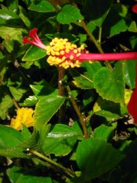 Close-up of flowers