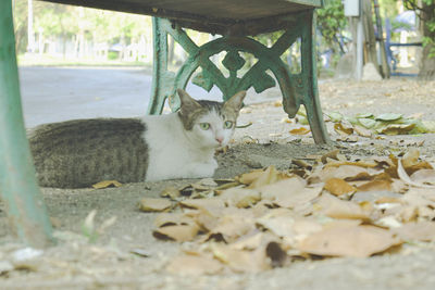 Portrait of a cat