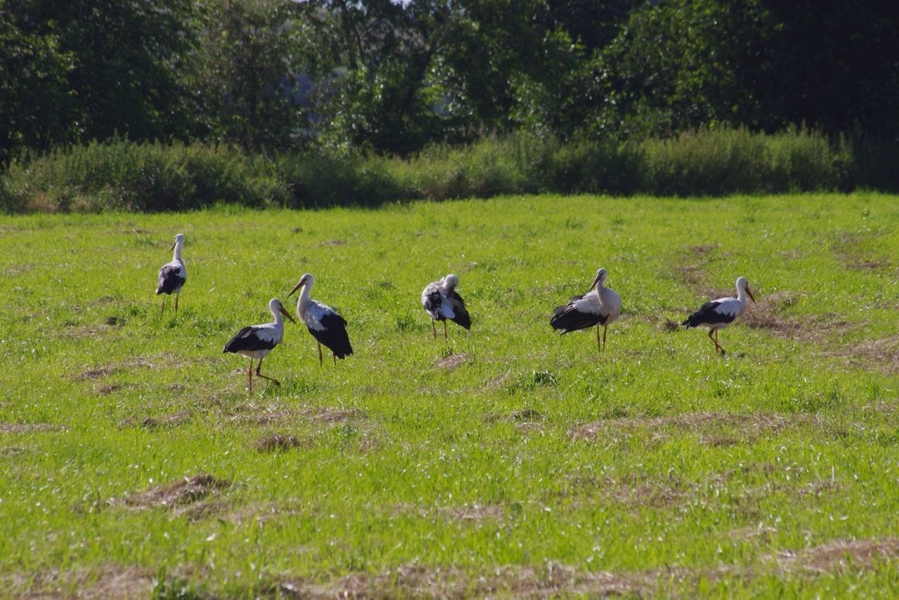 grass, bird, animal themes, wildlife, animals in the wild, grassy, field, green color, duck, nature, medium group of animals, togetherness, growth, flock of birds, day, high angle view, beauty in nature, outdoors, landscape