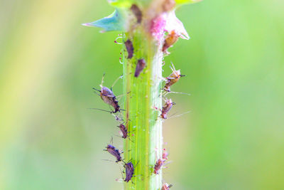 Close-up of insect on plant