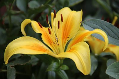 Close-up of day lily