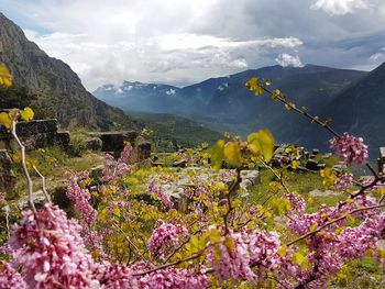 Scenic view of flowering plants against sky