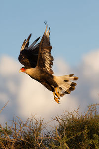 Low angle view of eagle flying against sky