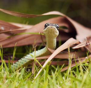 Surface level of snake on grassy field