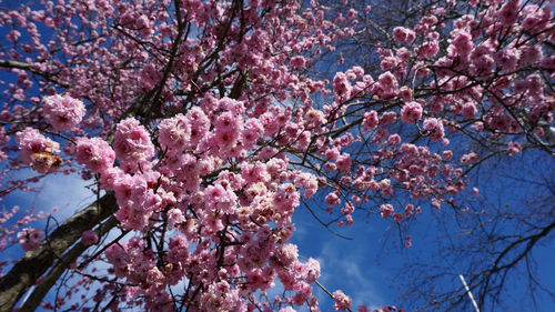 Low angle view of cherry flowers on tree against blue sky
