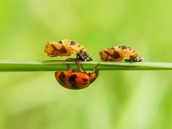 Ladybugs and larvae