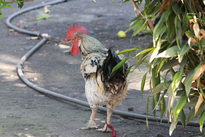 Rear view of a hen on ground