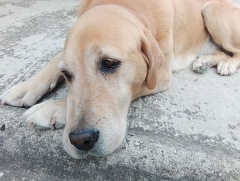 Close-up portrait of a dog