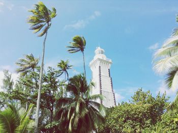 Low angle view of palm trees against sky