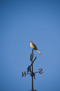 Low angle view of bird perching on blue sky mockingbird on weathervane