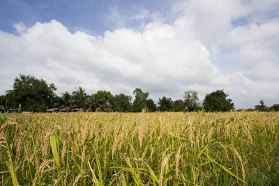 Scenic view of agricultural field against sky