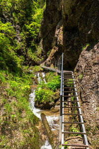 Bridge over stream amidst trees in forest