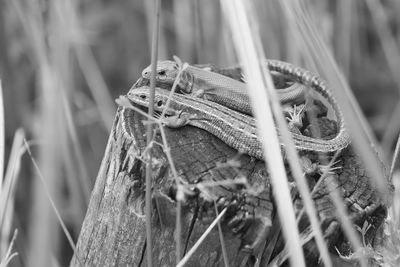 Black and white, this common or viviparous lizard couple show affection as their tails overlap.