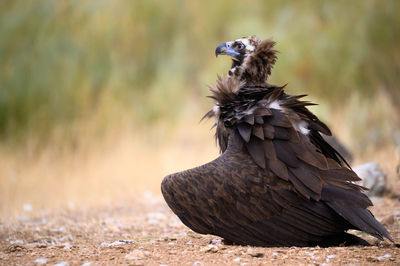 Close-up of bird perching on a field