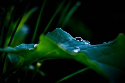 Close-up of raindrops on leaf