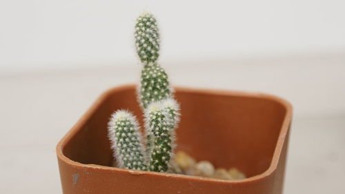 Close-up of potted plant against white background