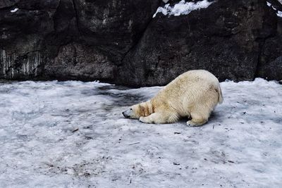 Polar bear on frozen lake