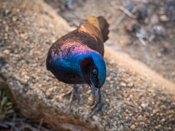 High angle view of starling bird on rock looking at camera, kruger national park, south africa