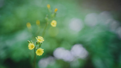 Close-up of yellow flowering plant