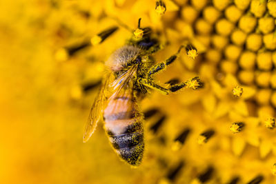 Close-up of bee pollinating on flower