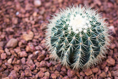 Close-up of cactus