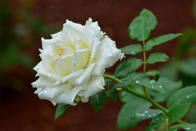 Close-up of white rose on plant