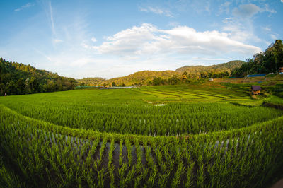 Scenic view of agricultural field against sky