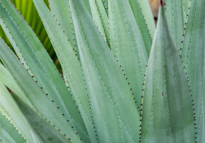 A close up macro image of green aloe vera leafs desktop wallpaper background