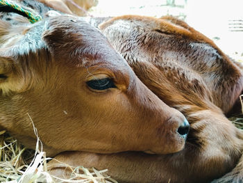 Close-up of cow napping