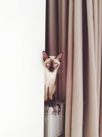 Portrait of cat peeking through curtain at home