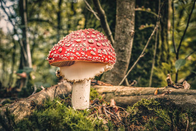 Close-up of dried mushroom growing on field