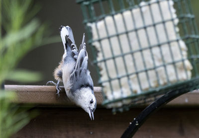 Close-up of a bird