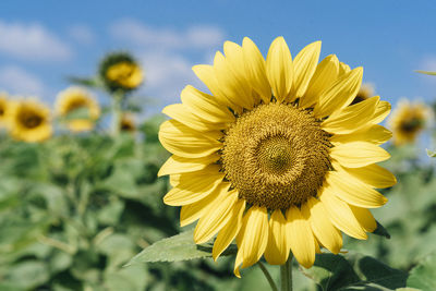 Close-up of sunflower