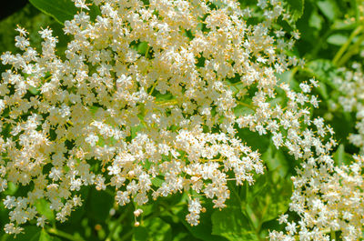 Blooming elderberry bush. close-up. blooming background. medicinal plant. alternative medicine