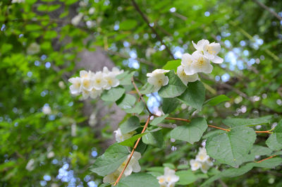 Close-up of white flowers